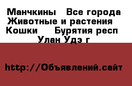 Манчкины - Все города Животные и растения » Кошки   . Бурятия респ.,Улан-Удэ г.